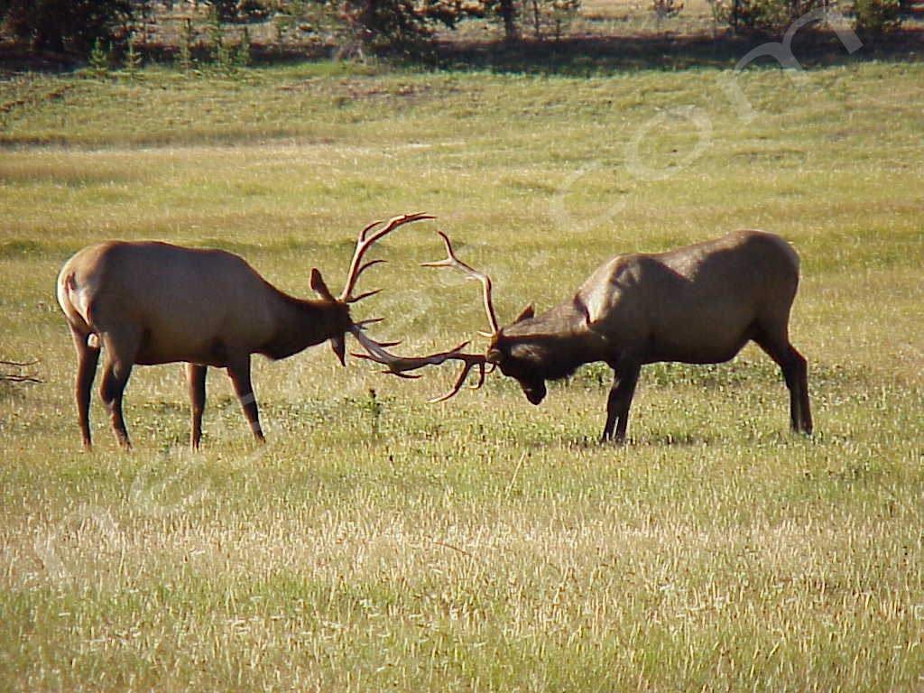 Elk