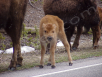 Baby Buffalo