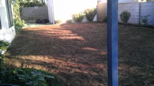 Before new grass.