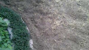 After being tilled.